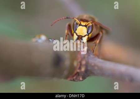 Hornisse (Vespa Crabro) Abisolieren Rinde von Birken Bäumchen und Sap zu trinken. Surrey, UK. Stockfoto