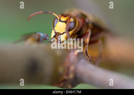 Hornisse (Vespa Crabro) Abisolieren Rinde von Birken Bäumchen und Sap zu trinken. Surrey, UK. Stockfoto