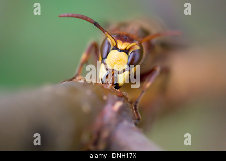 Hornisse (Vespa Crabro) Abisolieren Rinde von Birken Bäumchen und Sap zu trinken. Surrey, UK. Stockfoto