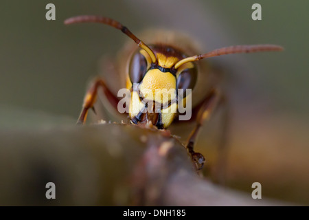 Hornisse (Vespa Crabro) Abisolieren Rinde von Birken Bäumchen und Sap zu trinken. Surrey, UK. Stockfoto