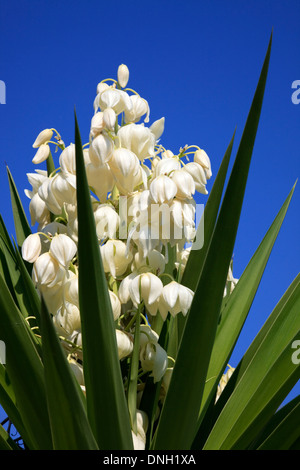 Nahaufnahme einer Yukka-Pflanze in voller Blüte mit weißen Blüten vor blauem Himmel Stockfoto