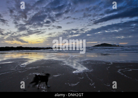 Silhouette auf Strand Sonnenuntergang Hund Bantham Bigbury am Meer Stockfoto