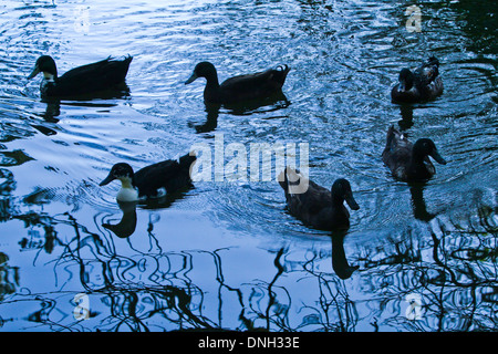 Enten auf Dämmerung Teich Stockfoto