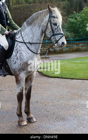 Traditionellen Boxing Day treffen sich bei Upton Haus Warwickshire, England Stockfoto