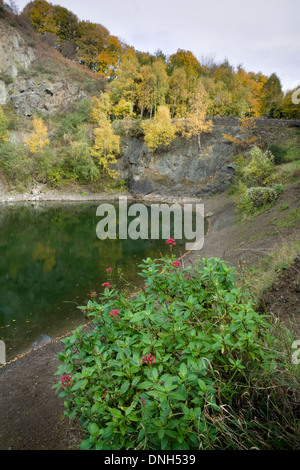 Roter Baldrian, Centranthus Ruber und Birke, Betula Pendel, Herbst Farbe säumen die Klippe der Speiseröhre Steinbruch, Malvern Stockfoto