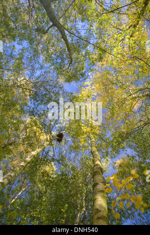 Nach oben auf den blauen Himmel über der gelben Blätter von Silber Birken, Betula Pendel, auf den Hügeln von Malvern, Worcestershire Stockfoto