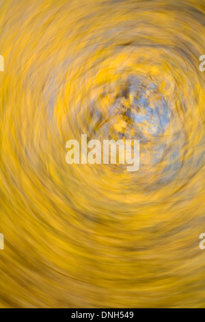 Nach oben auf den blauen Himmel durch die gelben Blätter der Birke Bäume, Betula Pendel auf die Malvern Hills, abstrakt Stockfoto