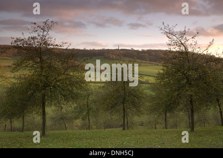 Eine Apfelplantage in Herefordshire aussieht die Malvern Hills bei Sonnenuntergang über. Stockfoto