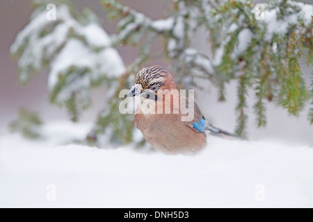 Eichelhäher im Schnee auf Nahrungssuche. Stockfoto