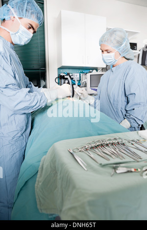 Tierarzt-Arzt und Assistentin, die Durchführung einer Operation Stockfoto