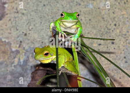 Zwei White-Lipped Laubfrösche, auch bekannt als Giant Laubfrösche, Litoria Infrafrenata. Australien Stockfoto