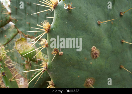 Eine Nahaufnahme von einem Catus Feigenkaktus (Opuntia) mit Wassertropfen fallen aus seine Stacheln. Süd-Texas, USA. Stockfoto