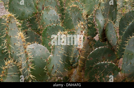 Ein Feigenkaktus (Opuntia) im Süden von Texas, USA. Stockfoto