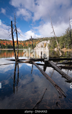Tote Bäume zieren die Ufer eines kleinen Sees in Killarney Provincial Park in Ontario, Kanada. Stockfoto