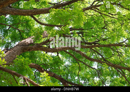 Kentucky Coffeetree Baldachin Nahaufnahme mitten im Sommer Stockfoto