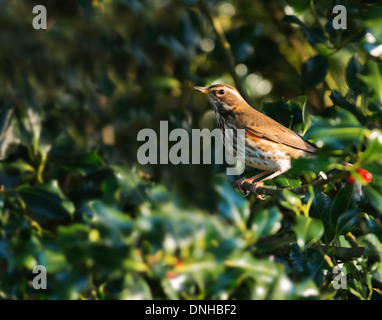 Rotdrossel (Turdus Iliacus) thront in Stechpalme Stockfoto