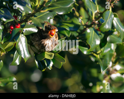 Rotdrossel (Turdus Iliacus) ernähren sich von Beeren der Stechpalme Stockfoto