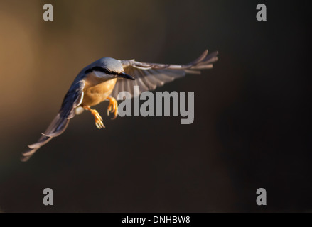 Kleiber (Sitta Europaea) im Flug, Warwickshire Stockfoto