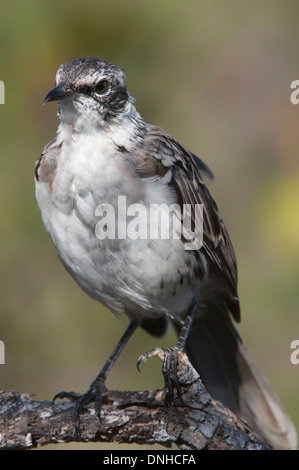 Galapagos-Spottdrossel (zählt Parvulus), Santa Cruz Island, Galapagos, Ecuador Stockfoto