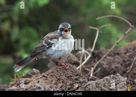 Galapagos Mockingbird (zählt Parvulus) leiden, Vogelgrippe oder Vogel Pocken, Galapagos Stockfoto