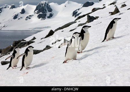 Kinnriemen Pinguine (Pygoscelis Antarctica) zu Fuß auf einem eiszeitlichen Eiskappe, antarktische Halbinsel Stockfoto