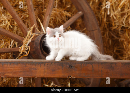 British Longhair, Kätzchen, blau-van, 10 Wochen | Britisch Langhaar, Kaetzchen, blau-van, 10 Wochen Stockfoto