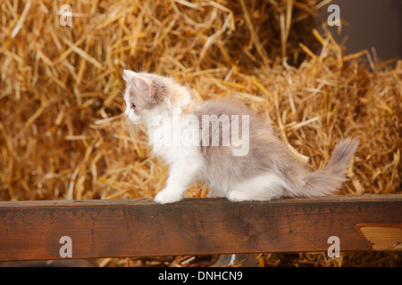 British Longhair, Kätzchen, blau-Schildpatt-weiß, 10 Wochen | Britisch Langhaar, Kaetzchen, blau-Schildpatt-weiß, 10 Wochen Stockfoto
