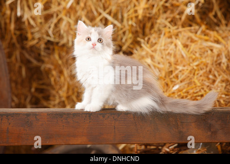 British Longhair, Kätzchen, blau-Schildpatt-weiß, 10 Wochen | Britisch Langhaar, Kaetzchen, blau-Schildpatt-weiß, 10 Wochen Stockfoto