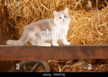 British Longhair, Kätzchen, blau-Schildpatt-weiß, 10 Wochen | Britisch Langhaar, Kaetzchen, blau-Schildpatt-weiß, 10 Wochen Stockfoto