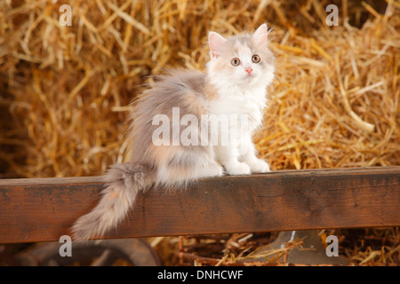 British Longhair, Kätzchen, blau-Schildpatt-weiß, 10 Wochen | Britisch Langhaar, Kaetzchen, blau-Schildpatt-weiß, 10 Wochen Stockfoto
