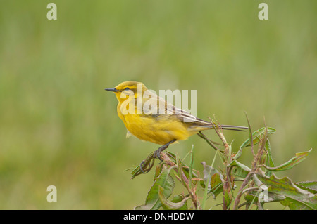 Schafstelze (Motacilla Flava) thront in einem kleinen Busch Stockfoto