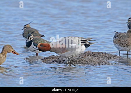 Pfeifente (Anas Penelope). Männlich (Drake) Aggression gegen weibliche Löffelente. Stockfoto