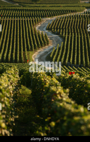 STRAßE DURCH DIE WEINBERGE DER REGION CHAMPAGNE-ARDENNE, FRANKREICH, CHAMPILLON, MARNE (51) Stockfoto