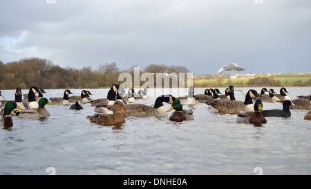 Enten auf Carr Mill Dam St Helens, England Stockfoto