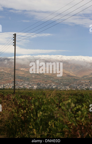 WARDY WEINBERG IN DER BEKKA TAL, LIBANON, NAHER OSTEN Stockfoto