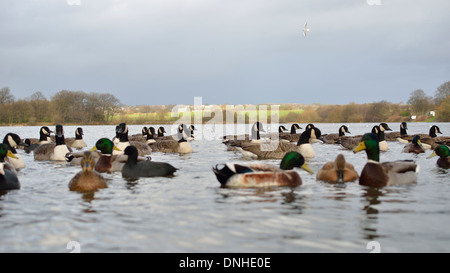 Enten auf Carr Mill Dam St Helens, England Stockfoto