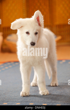 Weißer Schweizer Schäferhund, Welpe, 14 Wochen | Weisser Schweizer Schaeferhund, Welpe, 14 Wochen Stockfoto