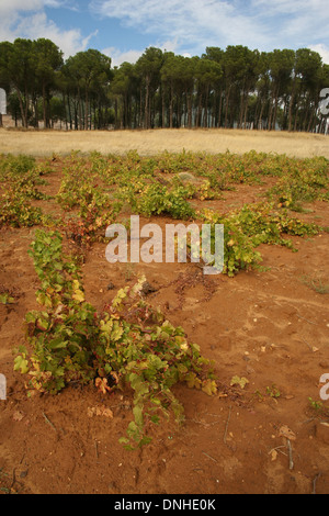 WEINBERGE IN DER BEKKA TAL, LIBANON, NAHER OSTEN Stockfoto