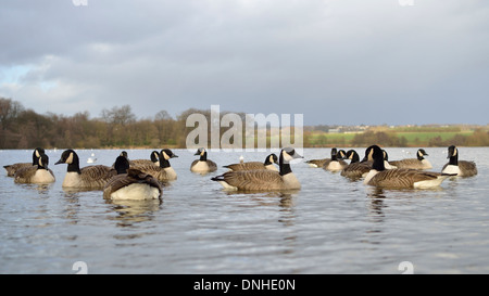 Enten auf Carr Mill Dam St Helens, England Stockfoto