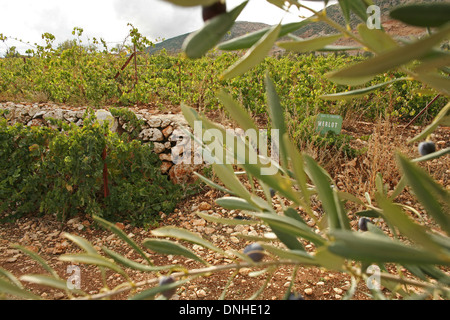 WEINBERGE IN DER BEKKA TAL, CHATEAU SAINT THOMAS, LIBANON, NAHER OSTEN Stockfoto