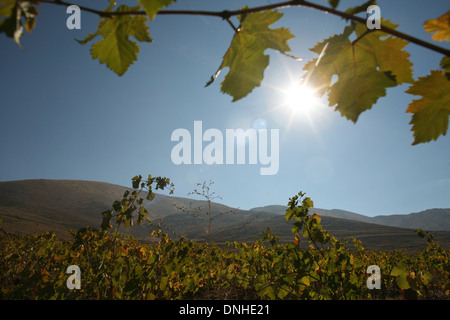 WEINBERGE IN DER BEKKA TAL, LIBANON, NAHER OSTEN LIBANON, NAHER OSTEN Stockfoto