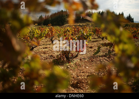 CHATEAU KEFRAYA WEINBERGE, BEKKA TAL, LIBANON, NAHER OSTEN Stockfoto