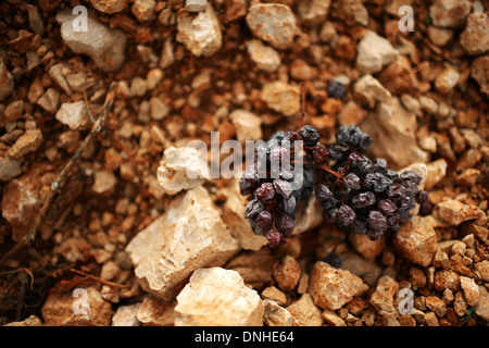 CHATEAU KEFRAYA WEINBERGE, GETROCKNETE TRAUBEN, ROSINEN, BEKKA TAL, LIBANON, NAHER OSTEN Stockfoto