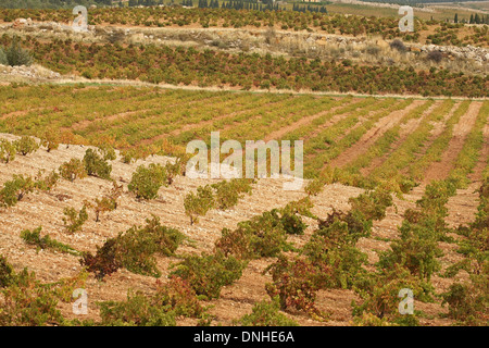 CHATEAU KEFRAYA WEINBERGE, BEKKA TAL, LIBANON, NAHER OSTEN Stockfoto