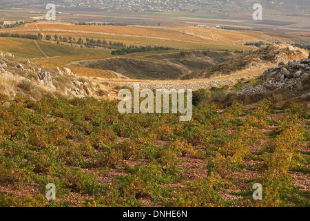 CHATEAU KEFRAYA WEINBERGE, BEKKA TAL, LIBANON, NAHER OSTEN Stockfoto