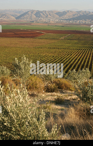 CHATEAU KEFRAYA WEINBERGE, BEKKA TAL, DIE BERGE IM HINTERGRUND SIND IN SYRIEN, LIBANON, NAHER OSTEN Stockfoto