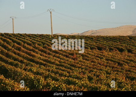 CHATEAU KEFRAYA WEINBERGE, BEKKA TAL, DIE BERGE IM HINTERGRUND SIND IN SYRIEN, LIBANON, NAHER OSTEN Stockfoto