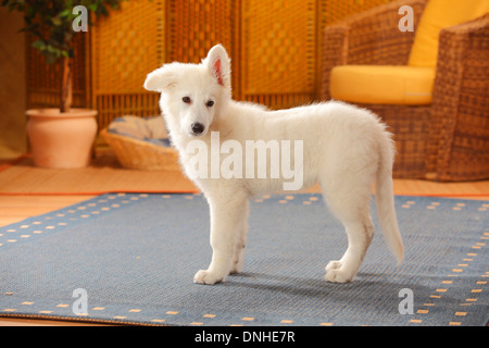 Weißer Schweizer Schäferhund, Welpe, 14 Wochen | Weisser Schweizer Schaeferhund, Welpe, 14 Wochen Stockfoto