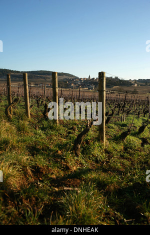 WEINGUT IN DER REGION MONTHELIE, (21) COTE-D ' OR, BURGUND, FRANKREICH Stockfoto