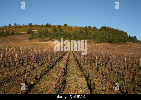 WEINGUT IN DER REGION MONTHELIE, (21) COTE-D ' OR, BURGUND, FRANKREICH Stockfoto